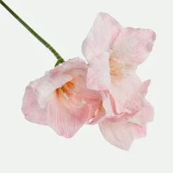 Amarilis 56Cm Rs.*Muy Mucho Clearance