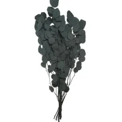 Apple Acebo Branch*Muy Mucho