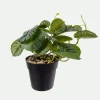 Calathea con base*Muy Mucho Sale