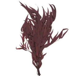 Dried flower bouquet*Muy Mucho Best