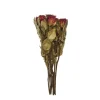 Dried rose branch*Muy Mucho
