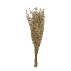 DRY FLOWERS CASPIA*Muy Mucho Online