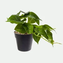 Filodentro con base*Muy Mucho New