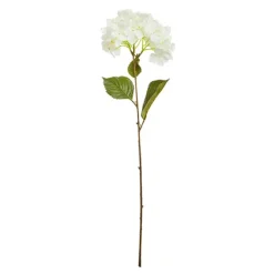 Hortensia Rama*Muy Mucho Hot