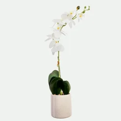 Orquidea Con Maceta 57Cm Bl.*Muy Mucho