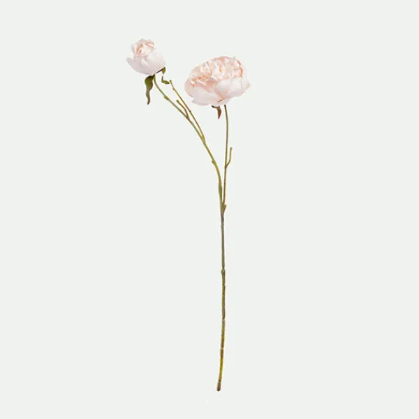 Peony*Muy Mucho Discount