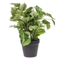 Philo plant*Muy Mucho Sale