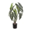 Planta syngonium*Muy Mucho Discount