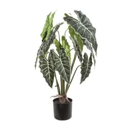 Planta syngonium*Muy Mucho Discount