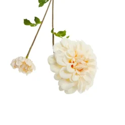 Rama dalia*Muy Mucho Outlet