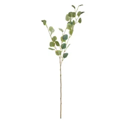 Rama eucalipto*Muy Mucho New