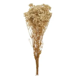 Rama Gypsophyla*Muy Mucho