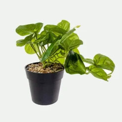 Stephania con base*Muy Mucho Outlet